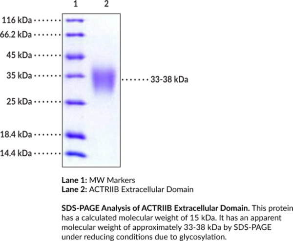 ACTRIIB Extracellular Domain (human, recombinant)