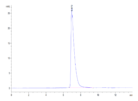 ALCAM/CD166, His, Mouse