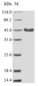 Complement component receptor 1-like protein (Cr1l), partial, mouse, recombinant