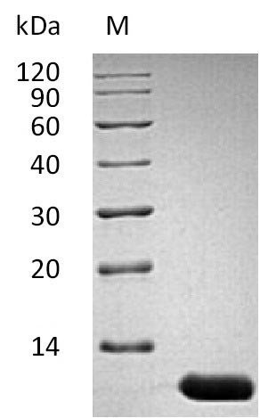 Interleukin-13 (Il13), partial (Active), mouse, recombinant