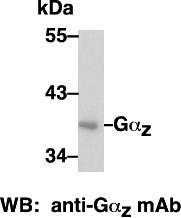 Anti-G.alpha.z, monoclonal