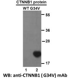 Anti-CTNNB1 (S45P)