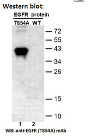 Anti-EGFR (T854A)