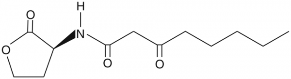 N-3-oxo-octanoyl-L-Homoserine lactone