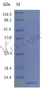 C-C motif chemokine 22 protein (Ccl22), mouse, recombinant