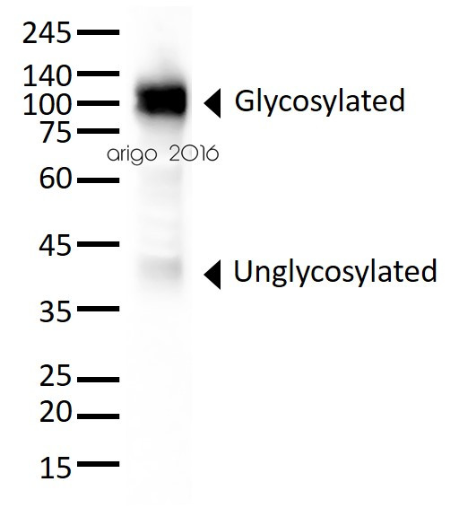 Anti-LAMP1, clone 5H6