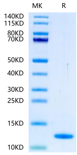 Human BLOC1S2 Protein