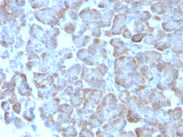 Anti-ADCY8 (Adenylate Cyclase 8), clone ADCY8/7573