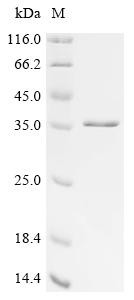 Large T antigen, partial, Biotinylated, BK polyomavirus, recombinant