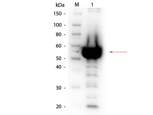 Anti-ALPHA AMYLASE (Bacillus amyloliquefaciens), Biotin Conjugated