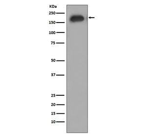 Anti-phospho-EGF Receptor / EGFR (Tyr1092), clone BFO-5