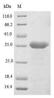 Legumain (LGMN), Macaca fascicularis, recombinant