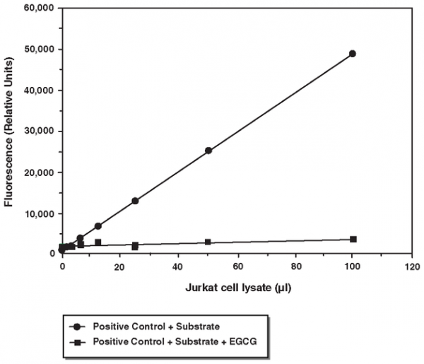 20S Proteasome Assay Kit