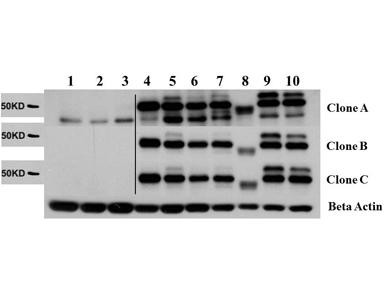 AKT2 Control Peptide