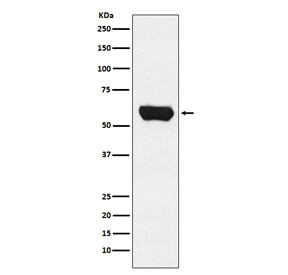 Anti-LCK, clone ADBE-12