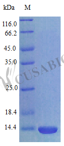 Cxcl17 protein (Cxcl17) (Active), rat, recombinant