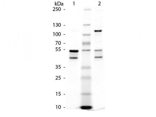 Maltose Binding Protein (MBP) Control