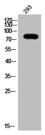 Anti-HSP90AB1