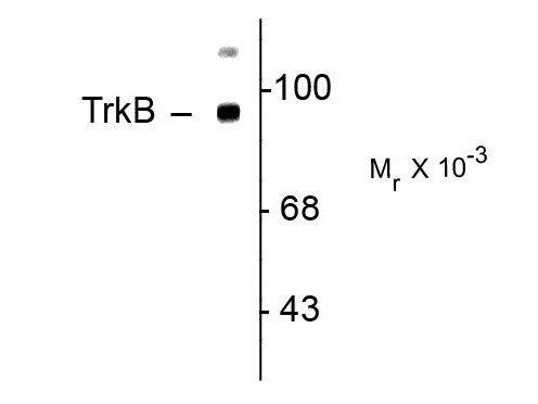 Anti-TrkB