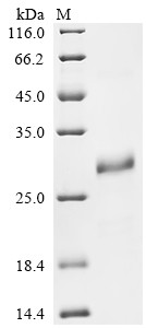 Small proline-rich protein 2E (Sprr2e), mouse, recombinant