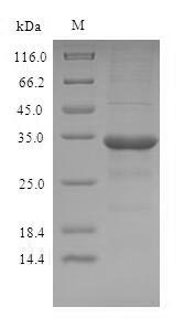 Odorant-binding protein 2a (OBP2A), human, recombinant