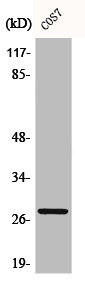 Anti-BCL2