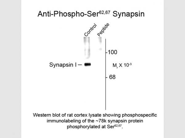 Anti-phospho-Synapsin I (Ser62/Ser67)