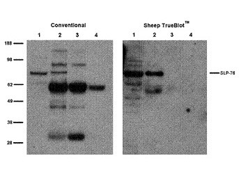 Anti-Sheep IgG HRP conjugated (Sheep TrueBlot®), clone eB270