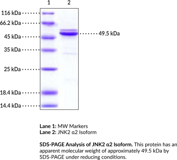 JNK2 alpha2 Isoform (human, recombinant)