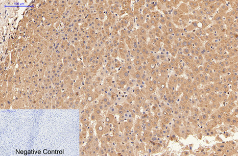 Anti-LALBA / Lactalbumin, clone 9E9