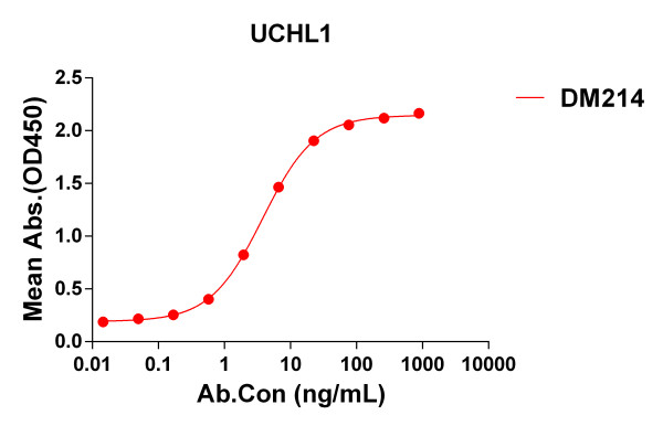 Anti-UCHL1 antibody(DM214), Rabbit mAb