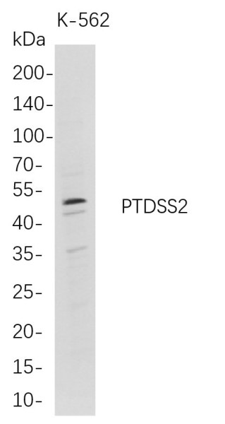 Anti-Recombinant PTDSS2, clone 9D6