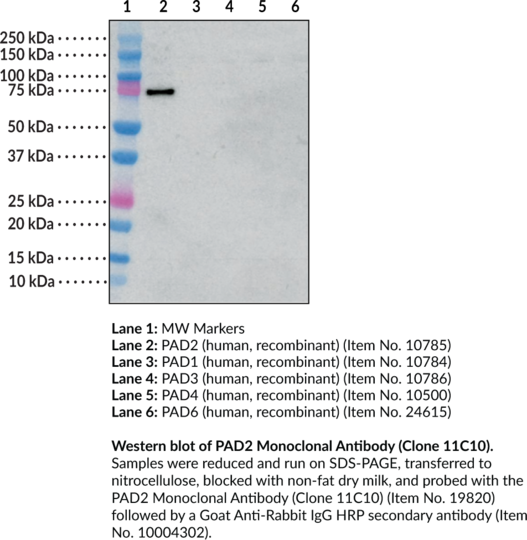 Anti-PAD2 (Clone 11C10)