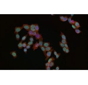 Anti-phospho-MDM2 (Ser166), clone 29M35
