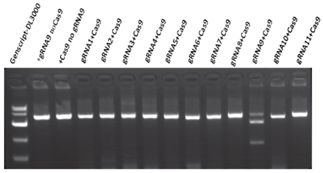 GenCrispr sgRNA Screening Kit