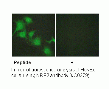 Anti-Nrf2