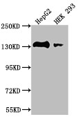 Anti-MYLK Recombinant Monoclonal, clone 28C5