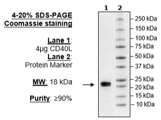 CD40L (CD154), His-tag