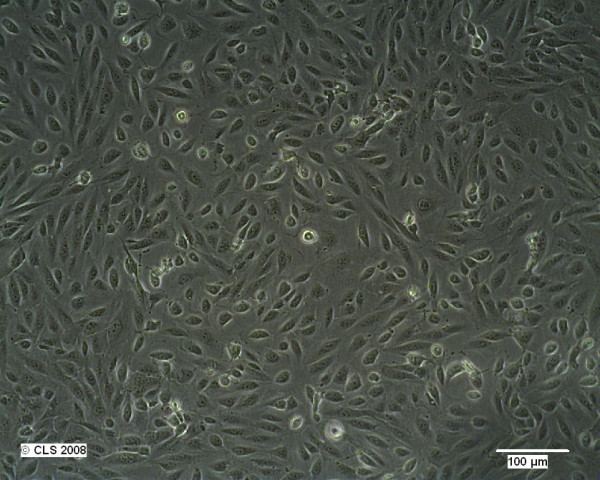 786-O Cells