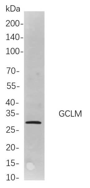Anti-Recombinant GCLM, clone 3P9