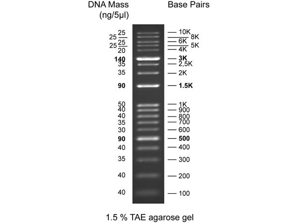 Diamond DNA Ladder 100-10Kbp