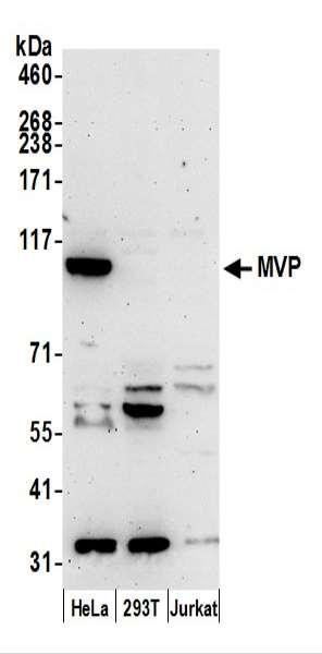 Anti-MVP/Major Vault Protein