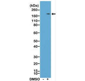 Anti-CD11b / MAC-1 (C-Terminal) (recombinant antibody), clone RM290