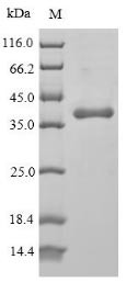 Protein Wnt-5a (WNT5A), human, recombinant