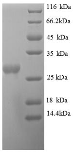 Orotidine 5'-phosphate decarboxylase (pyrF), Helicobacter pylori, recombinant