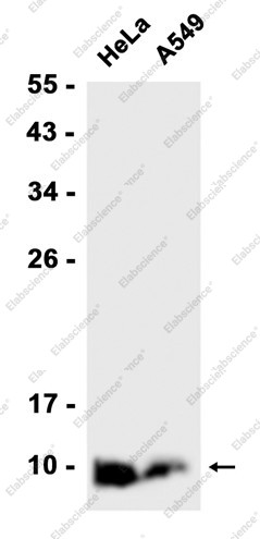 Anti-Recombinant Ubiquitin K63, clone C123183