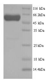 Septin-7 (SEPT7), human, recombinant
