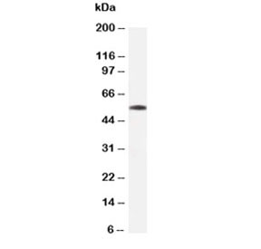 Anti-Beta Tubulin, clone TUB-2