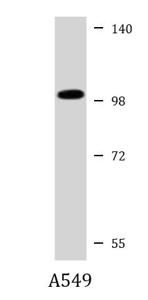 Anti-ZNF287