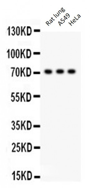 Anti-SP2
